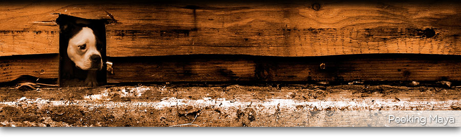 Page Banner Slide Show