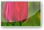 flower006