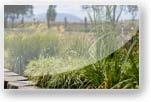 plants001